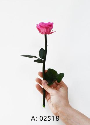 Роза розовая на стебле pink1 фото