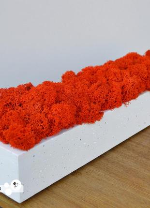 Бетонну кашпо зі стабілізованим мохом, orange, s1211 фото