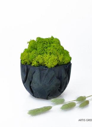 Бетонну чорне кашпо з цим скандинавським мохом, вассабі1 фото