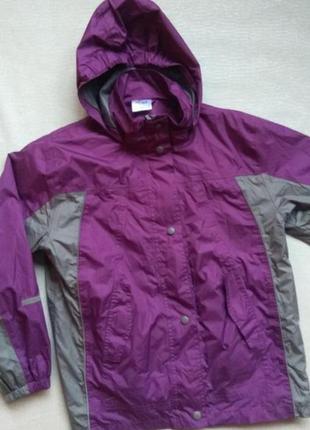 Вітровка дощовик