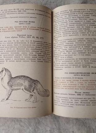 Ст. соколов рідкісні і зникаючі тварини. ссавці2 фото