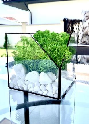 Флораріум ручної роботи куб із верхнім зрізом. флораріум скляний. моссаріум куб4 фото