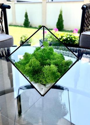 Флораріум ручної роботи куб із нижнім зрізом. флораріум скляний. моссаріум куб4 фото