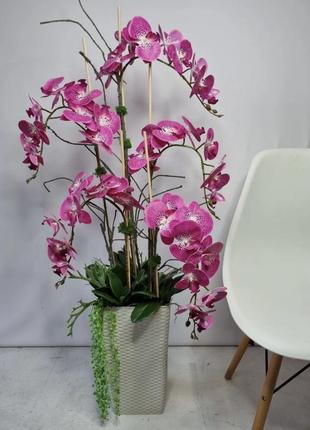 Орхідея орхидея1 фото