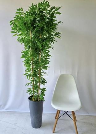 Бамбук дерево1 фото