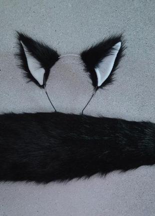 Хвіст прямий та вуха чорного вовка.