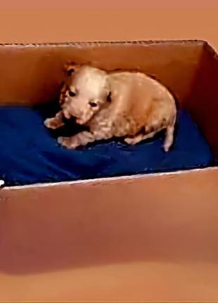 Електрогрілка непромокаємий з регулюванням температури для тварин і птахів 50х35 див.8 фото