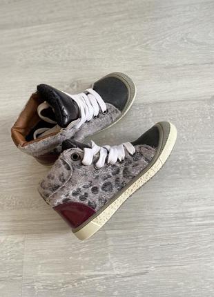 Хайтопи кеди