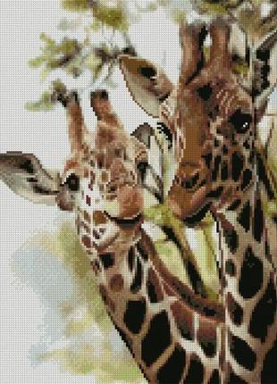 Алмазная вышивка. картина на подрамнике друзья жирафы, размер 40х50см