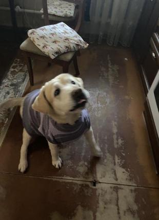Шерстяной свитер для средних/больших собак3 фото