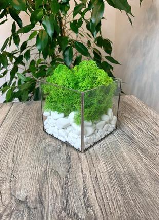 Флораріум куб зі скандинавським мохом6 фото