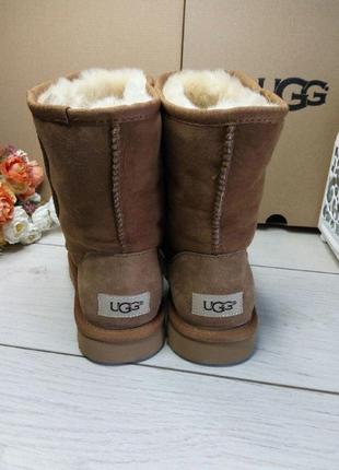 Уггі жіночі чоботи натуральні ugg australia classic short замшеві коричневі 5825-23 фото