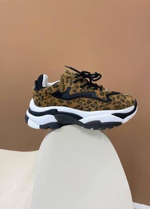 Жіночі кросівки ash leopard