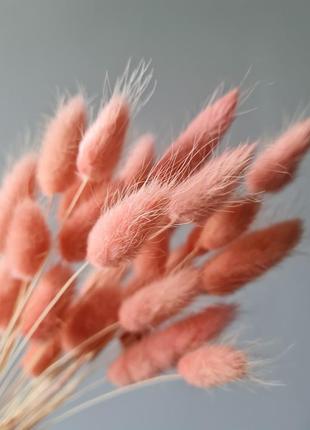 Натуральный сухоцвет лагурус 🌾