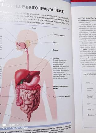Р. лиза здоровый желудок пищеварительная система лифляндский питание массаж фитотерапия лфк энциклоп4 фото