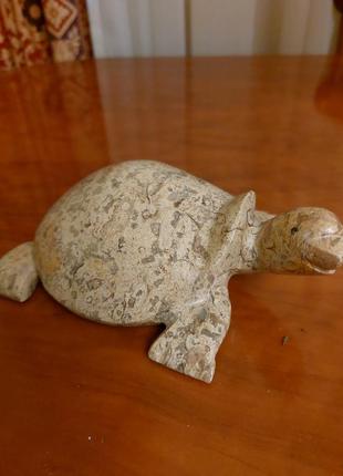 Велика колекція черепах з разних країн