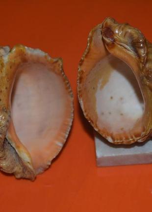 Ракушка рапана конец 70-х годов