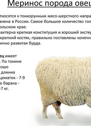 🐑🐑🐑 вовняний легкий довгий шарф 26×214см5 фото