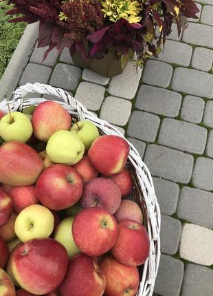 Утеплені лосіни 5