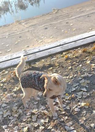 Шерстяной вязаный свитер для средней собаки3 фото