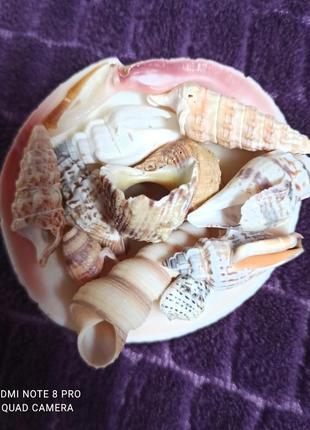 Набор ракушек