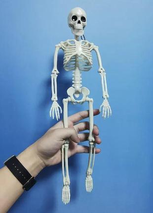 Подвижная модель человеческого скелета