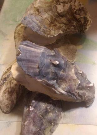 Ракушки пищевых мидий декор дизайн