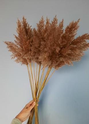 Пампасная трава, тростник, сухоцвет, очерет, камыш, декор, букет невесты, свадебная...