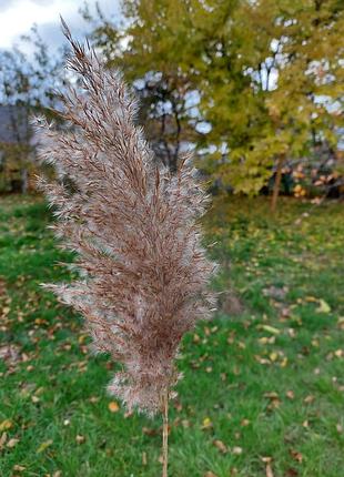Пампасна трава фотозона