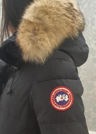 Canada goose