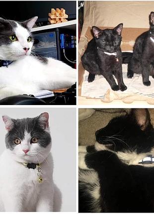 Ошийник для котів та собак ошейник для кошек и собак нашийник для кота та собаки led нашийники світловідбиваючі ошийники з дзвіночком4 фото