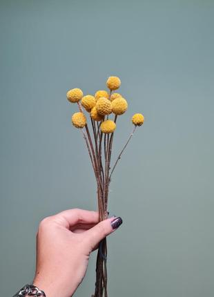 Сухоцвет краспедия натуральная желтая 💛