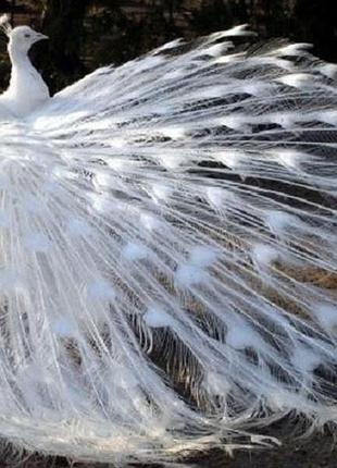 Алмазная мозаика белый павлин 60x44см dm-119 полная зашивка. набор алмазной вышивки