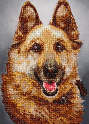 Набор для вышивки бисером " верный друг " немецкая овчарка, собака, пес,частичная выкладка, 26.5x42 см