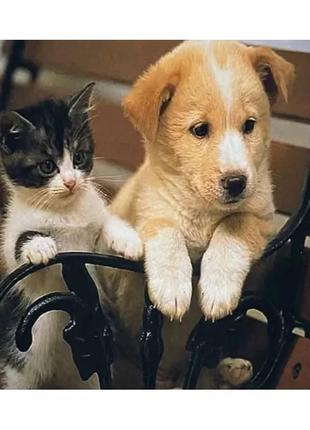 Алмазна вишивка "кіт і собака - найкращі друзі" пухнаста парочка повна викладка мозаїка 5d 30х40 см