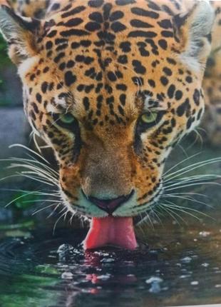 Набір алмазної вишивки "леопард відпочиває" на підрамнику повна викладка мозаїка 5d 30х40 см