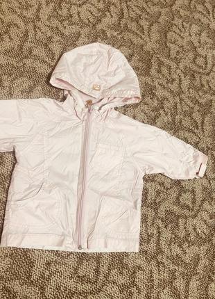 Вітровка  , дощовик