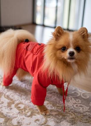 Дощовик з кишенею червоний для собак dogs bomba