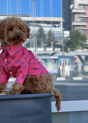 Рубашка гуччи розовая для собак dogs bomba rub-37
