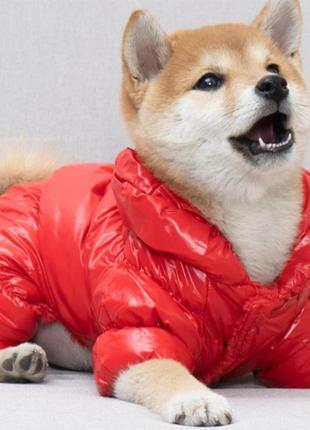 Теплый зимний комбинезон для собак на флисе размер m красный3 фото