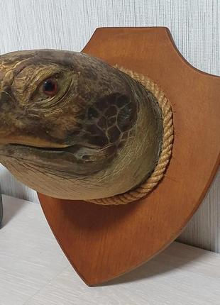Чучело (голова) гігантської морської черепахи