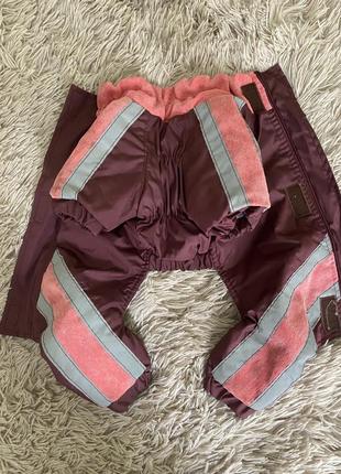 Костюмчик на йорка