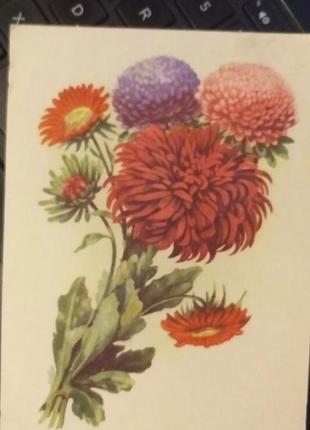 Листівка 1954 - актуально