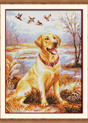 Набір для вишивання з нанесеним на канву схемою "labrador retriever". aida 14ct printed 37*48 см