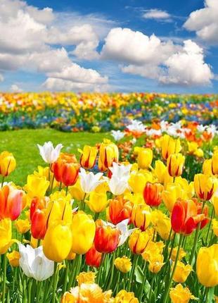 Картина алмазная живопись supretto тюльпаны 25х30 (75690002)