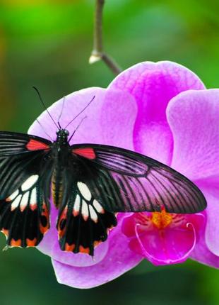 Римські штори з фотодруком