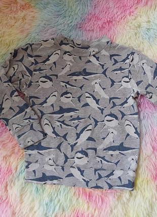 Світшот акули