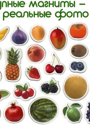 Набор магнитов magdum "фрукты и ягоды" ml4031-11 en