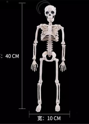 Подвижная модель человеческого скелета2 фото