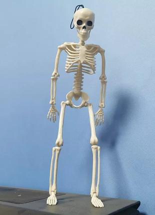 Подвижная модель человеческого скелета9 фото